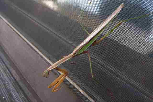 2020-10-20 カマキリ 002_R.JPG